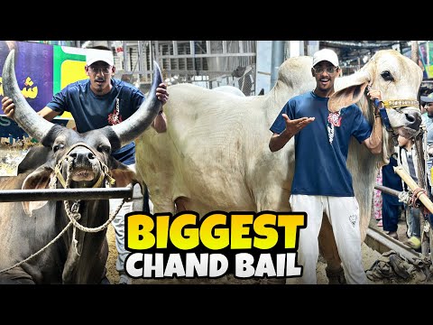 WORLD BIGGEST COW π±π¨ | OSAIREEM KHAN VLOGS |