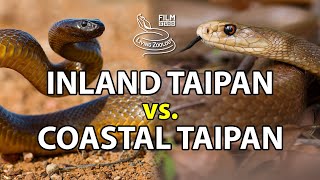 Inland taipan vs. Coastal taipan - Battle of the deadly snakes