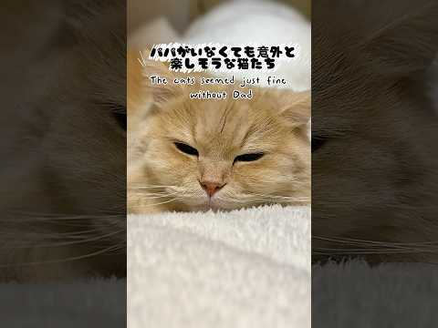 🐈👨 #cats #shorts #funny #癒し動画 #ねこ #可愛い猫 #保護猫 #もふもふ #甘えん坊 #毛づくろい #kitten #子猫