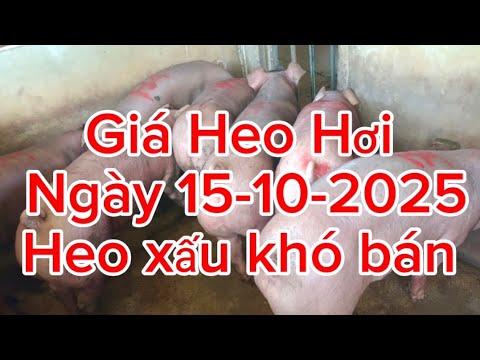 Heo xấu khó bán