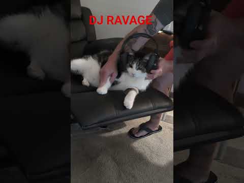 #viralcats #cat #bigcat #funny #djcat