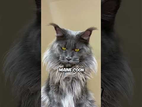 Most EXPENSIVE #cat at Breeds 💰 🐱 #pets #cute