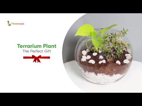 Gift Terrarium Plants, Perfect For All Occasions  #gracefulgreens