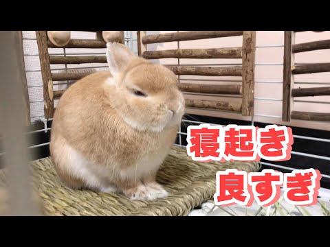 うさぎの もこの日常の最新動画 Youtubeランキング