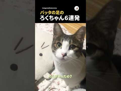 バッタのろくちゃん癒し動画集｜PECO定义 サムネイル