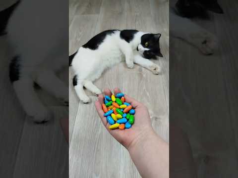 Funny Cat Vasj 🤗❤ Balls Reverse video #reversevideo #cat #marblerunandmore