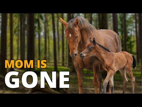 Billie got separated from her mother | Foal Season Episode 11