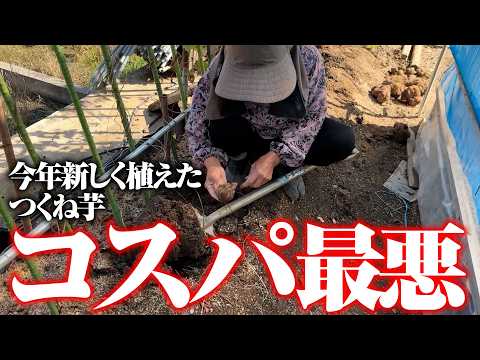 【なんということでしょう・・・】一株に1個の山芋。