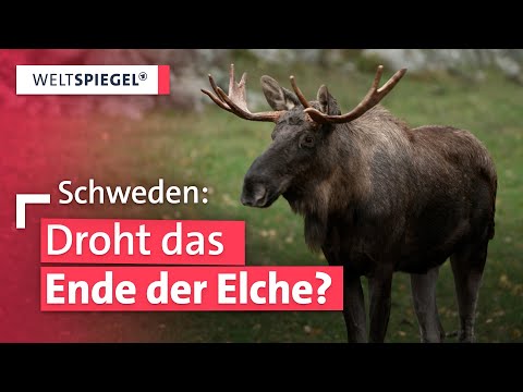 Bringt der Klimawandel Schwedens Elche in Gefahr?