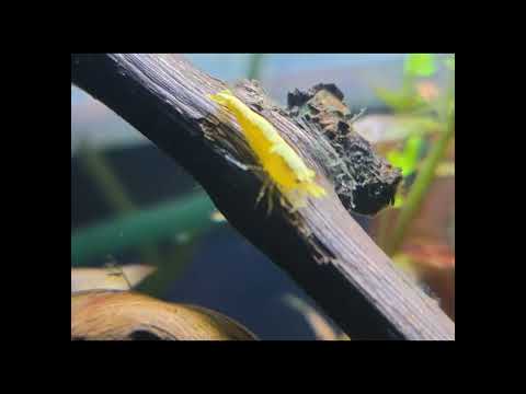 BASNY - THE BEST AQUARIUM CLUB IN THE COUNTRY 
