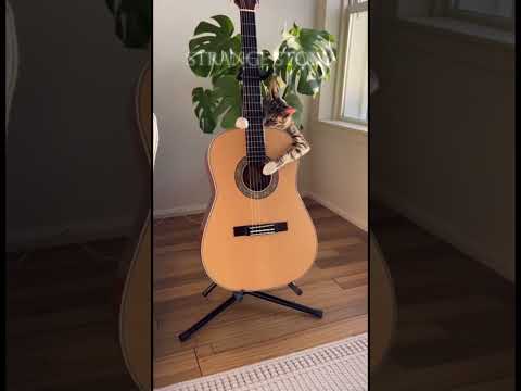 My Cat Just Played a Guitar Chord! 🎶