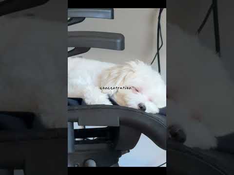 Sleeping is my job#Dog #Cute #Baby #Treasure #Sleep #Maltese #犬 #可愛い #赤ちゃん #宝物 #寝る #チワマル