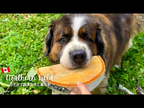 アンカー、リアル・バウムクーヘンを食べる／落雷と暴風雨、初霜【超大型犬とカナダで田舎暮らし】