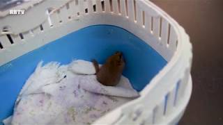 North Devon Animal Ambulance rescue a dormouse in North Devon.