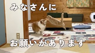 だいぶキツくなってきました、応援してもらえると嬉しいです