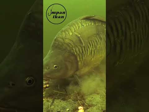 Kamu suka mancing pilih jenis ikan favoritmu! #shorts