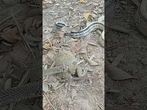 Big snake short #nature #snake