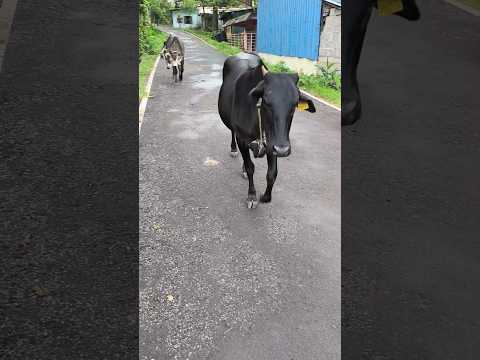 রাধা পুচু ভোলা রোডে লালি কে খুঁজে বেড়াচ্ছে #cow#shorts#youtubeshorts#Hello Andaman