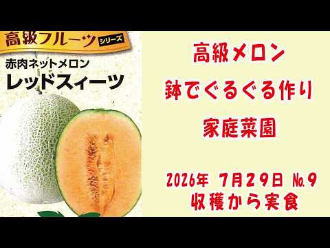 高級ネットメロン #メロン 🍈【  #レッドスイーツ  】 No10実食/鉢でぐるぐる作りベランダでも簡単あんどん仕立てで空中栽培 #家庭菜園　　2026年8月12日