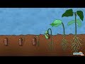 Understanding Germination