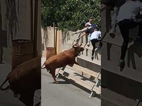 prueba de vacas en alcanar 🐂ganadería benavent vaca Triana n'4