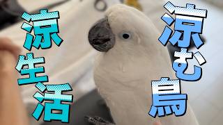 【癒し雑談】ゆきまる氏と涼しく過ごす、最高のご褒美時間