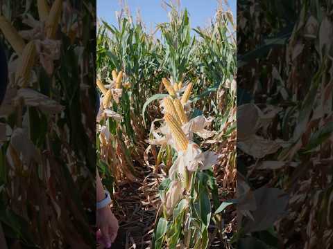 Noul hibird de la Syngenta - Electron (FAO 300-340)