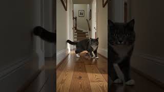 Tom & Jerry Live Action