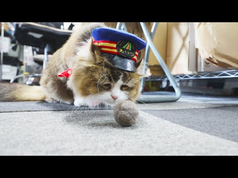 #69 驚きのおもちゃだにゃ!「ふにゃ~り日和」