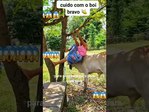 🐂 BOI#😱bravo#roça#shots#agrotech#shortssertanejo#show#