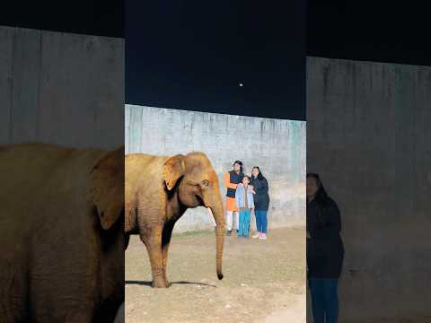 हाथी हमारा साथी🐘🤝|| Ishaan Ali11 || #hathi #hathiraja #dosti #moralstory #motivation