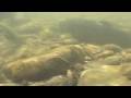 Aquatic Ecosystems and Food Webs