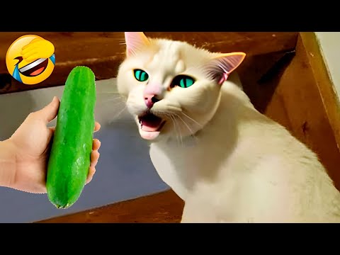 New Funny Animals 2023 🤣😍 Funniest Cats and Dogs Videos 😸🐶 Part 3