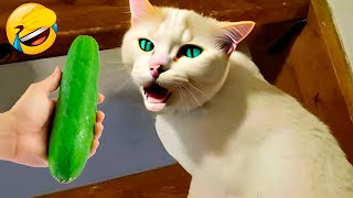 New Funny Animals 2023 🤣😍 Funniest Cats and Dogs Videos 😸🐶 Part 3