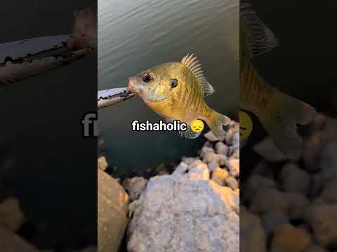 total 5 bluegill caught #fishing #gonefishing #fish #fishingvideo #fishinglife #bluegigi