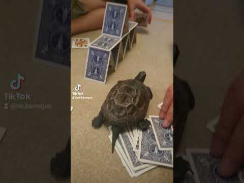家族団欒の様子です。なかなか完成しないトランプタワーのまわりをずーとかめゴンはウロウロ #turtle #亀 #cute #亀大好き #クサガメ #funny