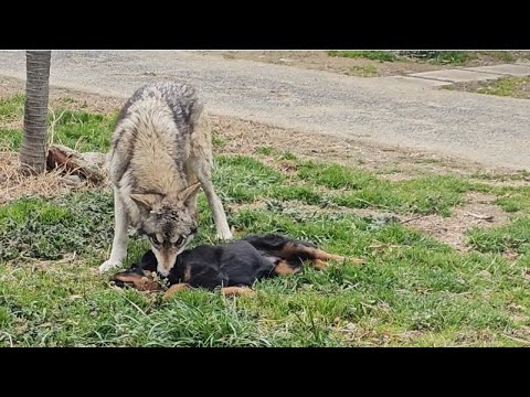 狼犬のキュートアグレッションは危険？！