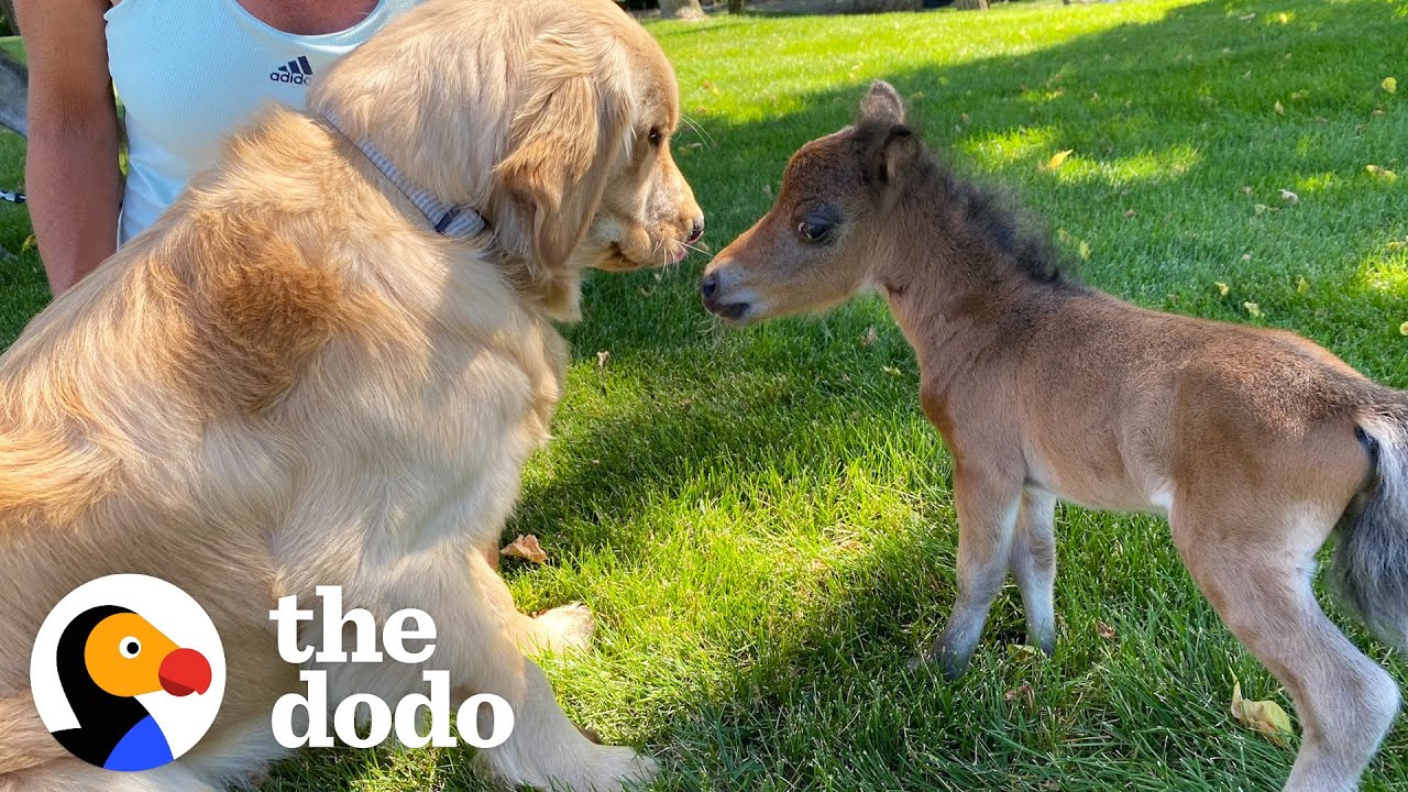 Mini Horse Tries So Hard To Make His Very First Friend Little But Fierce