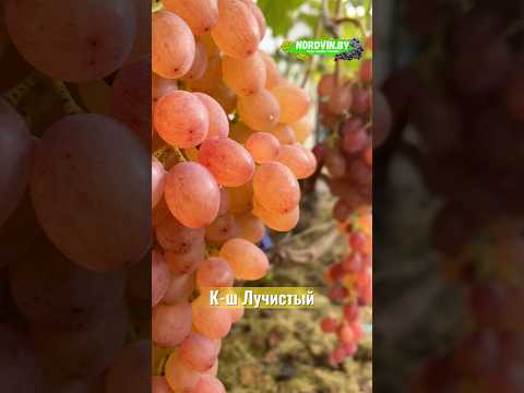 Сохранность гроздей винограда на 17 октября #виноград #сортавинограда #виноградосенью #вадимточилин