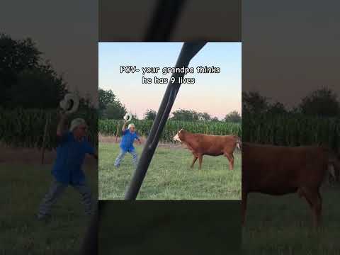 That fella sure is brave!! #cow #cowvideos #ranchlife #ranching #wrangler