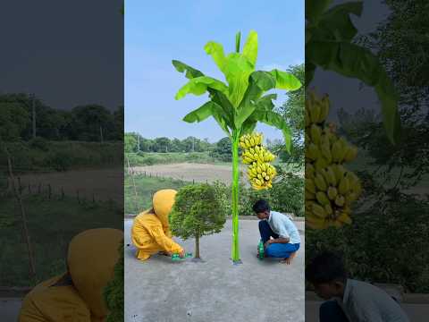 banana ped paudha ugate Hue magic short video Bholenath song