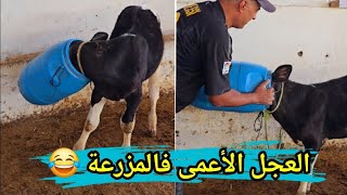 العجل الأعمى ماذا فعل 😂😂😂😂😂