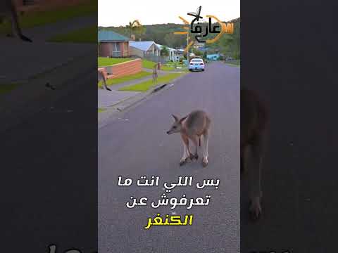 الكنغر 🦘 #عارف #معلومات #شورت #facts #قصص #حقائق #ترند #shorts #shrots #viralvideo #animals