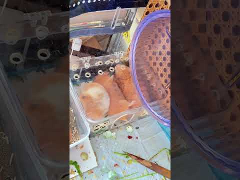 The golden thread bears sleeping in a row are so cute#Interesting stories about your pet#C