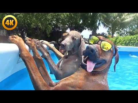 FUNNY Animals 😂 | BEST SUMMER PET VIDEOS