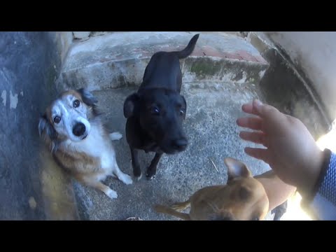 Estou grávida, infelizmente vamos ter que colocar os cachorros na rua