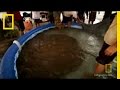Giant Stingray Discovery and Care