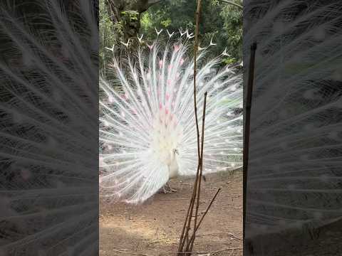 Peacocks are actually a type of chicken. #cute #animals