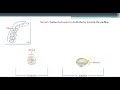 Dental Surfaces and Functions