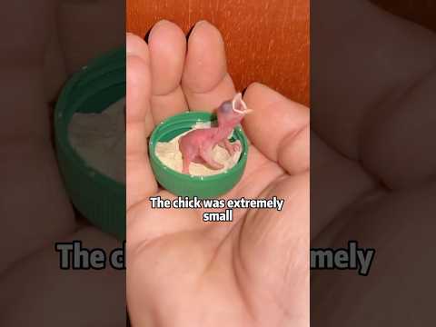 💥 🆘🙏BIRD EGG SURVIVES in SMASHED PIPE! ❤️🥚🌀  #animals #rescue #lovestory #shorts #sad #bird サムネイル